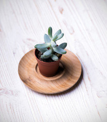 small succulent on a white background