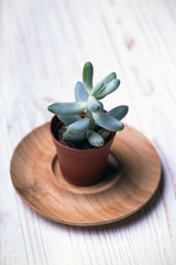 small succulent on a white background