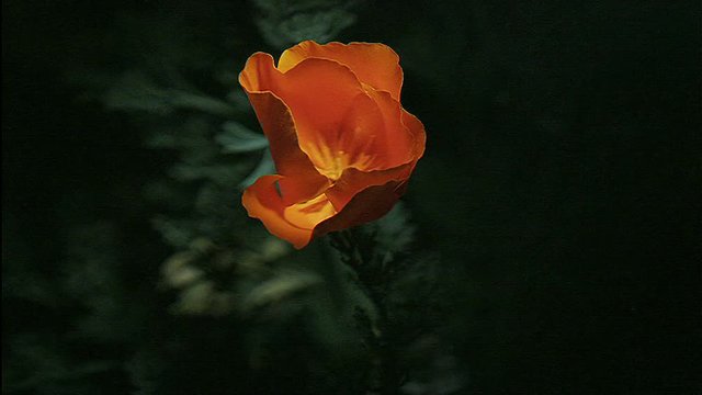 A rose blooms in time lapse.