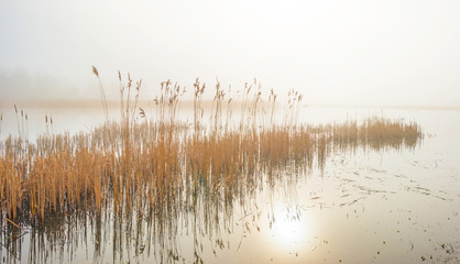 Fototapeta premium Reed along the edge of a foggy lake in sunlight in winter