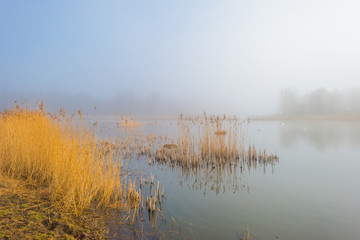 Reed along the edge of a foggy lake in sunlight in winter