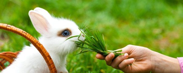 Panorama of little child is feeding  of the white decorative rabbit the green grass.Rabbit is sitting in the basket. Happy Easter concept