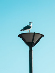 Schwalbe auf einer Laterne