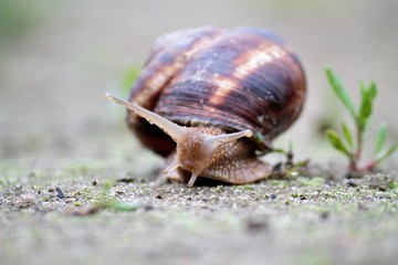 snail