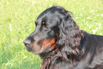 Gordon Setter portrait