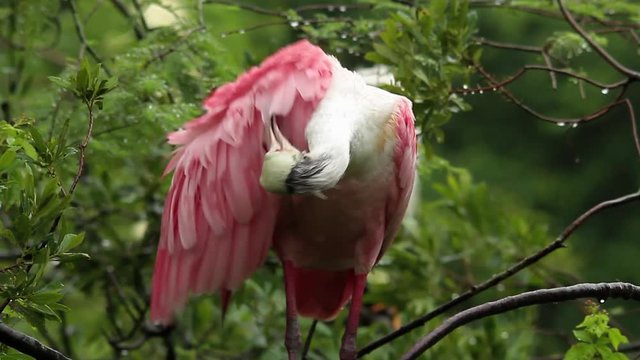 A roseate spoonbill preens on a branch in the Florida Everglades.