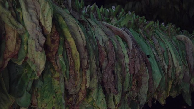 Interior of a tobacco barn in Cuba with leaves drying.