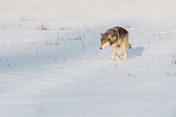 Grey Wolf (Canis lupus) Walks Left
