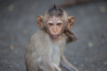 可愛いサル