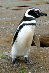 Fototapeta premium Penguin at Magdalena Island, Patagonia, Chile