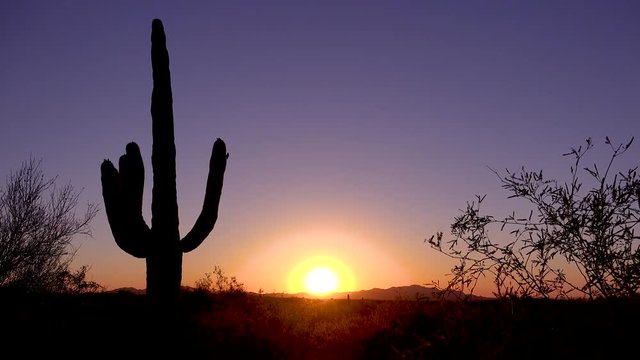 A beautiful sunset or sunrise behind cactus at Saguaro National Park perfectly captures the Arizona desert.