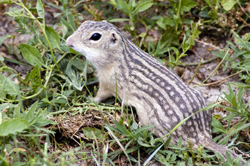 Ground Squirrel