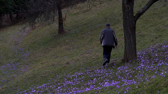 Man goes through field of Spring Crocus - (4K)