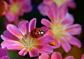 A lady bug climbing through the pink Lewisia flowers.