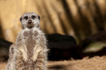 Tired pregnant meerkat on duty. Cute animal looking at camera.