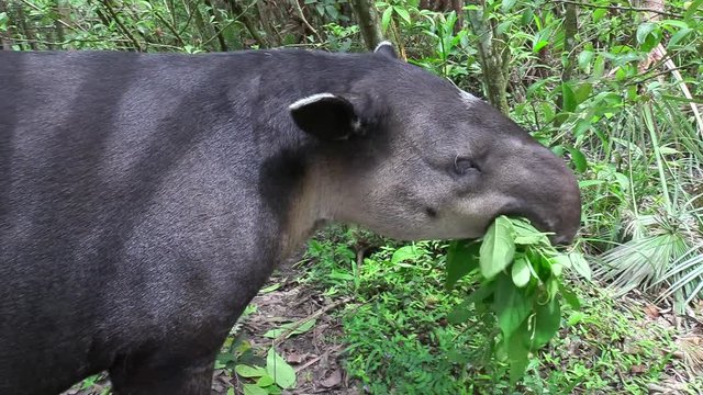 A tapir chews on vegetation in the forest.