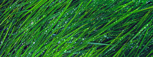 Panele Szklane  banner erba verde con rugiada