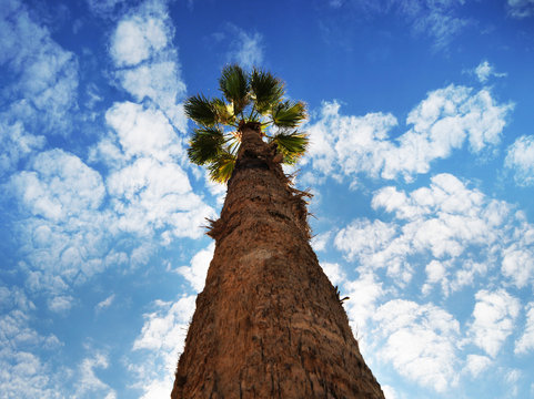 Palm tree and a sky with clouds