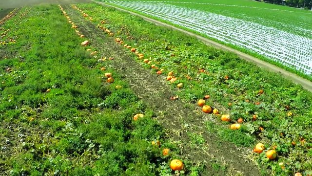 Aerial shot over migrant immigrant farm workers working in the strawberry fields of California.