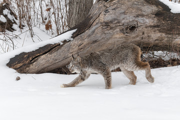 Canadian Lynx (Lynx canadensis) Stalks Left
