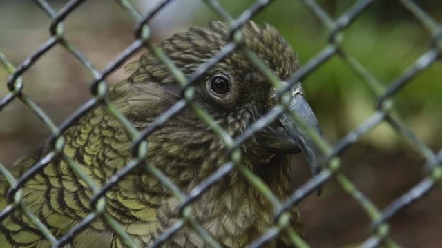 Extreme close up of Kaka bird behind cage.