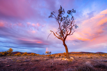 Flinders Ranges Tree