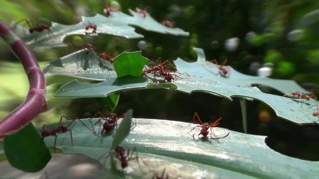 Leafcutter ants move across leaves in the jungle.