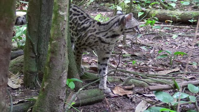 A margay walks through a jungle environment.