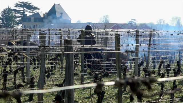 Burning of the vines in winter, vineyard, AOC SAINT-EMILION, GIRONDE, France