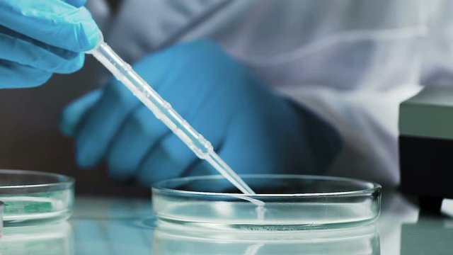 Research of cosmetic products, scientist using petri dish, quality control test