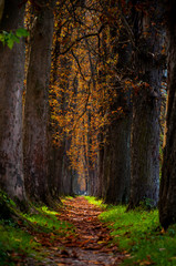 Big alley covered by leaves