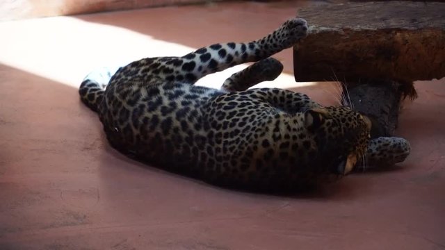 Leopard resting and cleans its claws. 4K