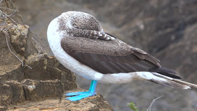 A blue footed booby sleeps on a cliff face in the Galapagos Islands, Ecuador.