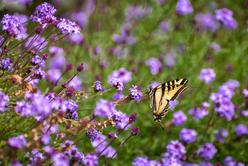Side view of Western Tiger Swallowtail pollinating  purple flowers.