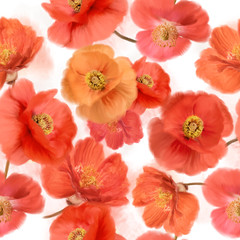 seamless   pattern of watercolor poppy flowers