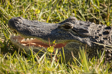 alligator sees you and gives a warning hiss