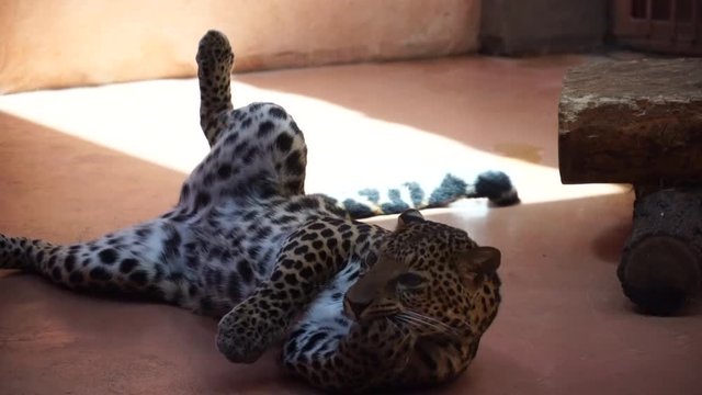 Leopard resting and cleans its claws. 4K