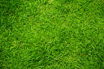 Green Grass Background