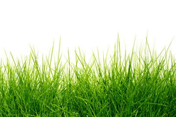 Green Grass Background