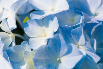 Fototapeta na wymiar Light Blue Flowering Hydrangea Blossom