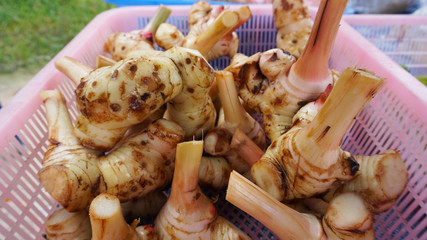 galangal in basket at the market