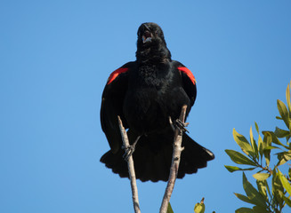 red winged blackbird sings to you