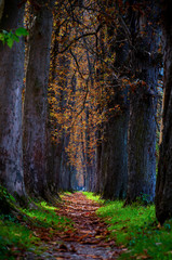 Big alley covered by leaves