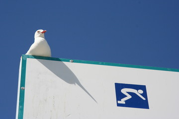 pr&ecirc;t &agrave; plonger