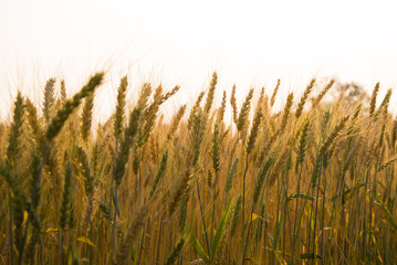 Barley in the field