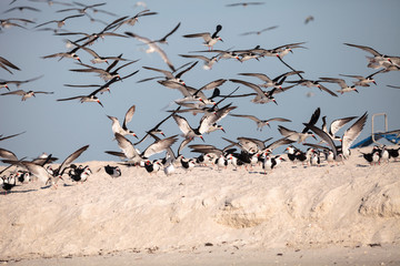 Flock of black skimmer terns Rynchops niger on the beach at Clam Pass - obrazy, fototapety, plakaty