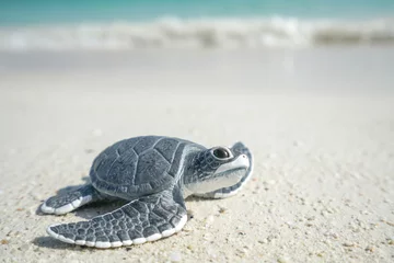 Poster Little sea turtle on the sandy beach © tonaquatic