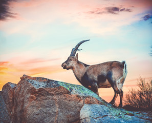 wild goat on top of a mountain