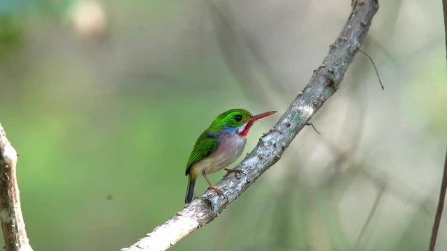 The Cuban tody bord poses on a small branch.