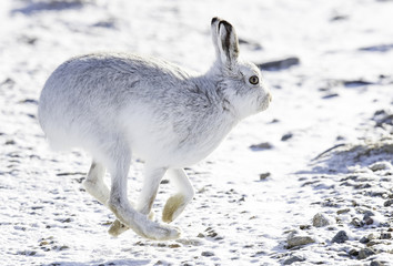 White mountain hare (lepus timidus).  These hares are native to the British Isles.  The hares in snow covered mountain cairngorms.
